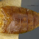 Image of <i>Drasterius amabilis</i>