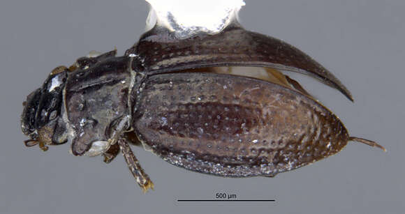 Imagem de Ochthebius (Gymnochthebius) nitidus Le Conte & J. L. 1850