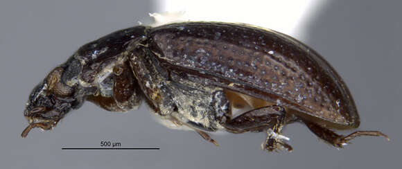 Imagem de Ochthebius (Gymnochthebius) nitidus Le Conte & J. L. 1850