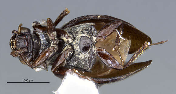 Imagem de Ochthebius (Gymnochthebius) nitidus Le Conte & J. L. 1850