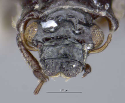 Imagem de Ochthebius (Gymnochthebius) nitidus Le Conte & J. L. 1850