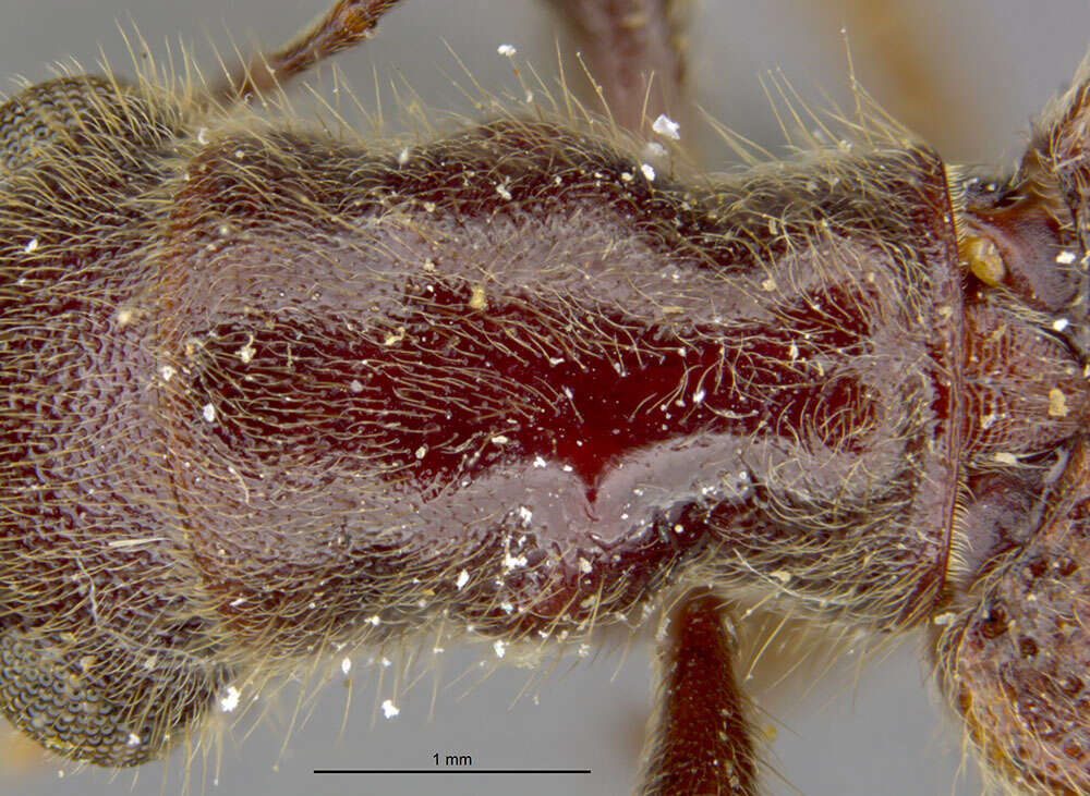 Image of Cymatodera belfragei Horn 1876