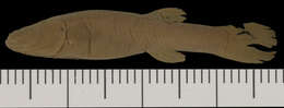 Image of Forbesichthys