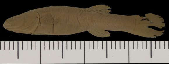 Image of Forbesichthys