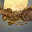 Image of Myrmecocystus melanoticus Wheeler 1914