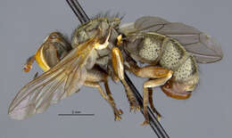 Image of thick-headed flies