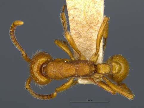 Image of Neivamyrmex carolinensis (Emery 1894)