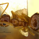 Image of Prenolepis imparis arizonica Wheeler 1930