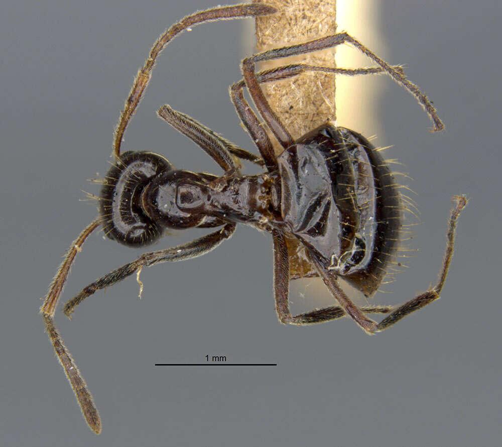 Image of False Honey Ant