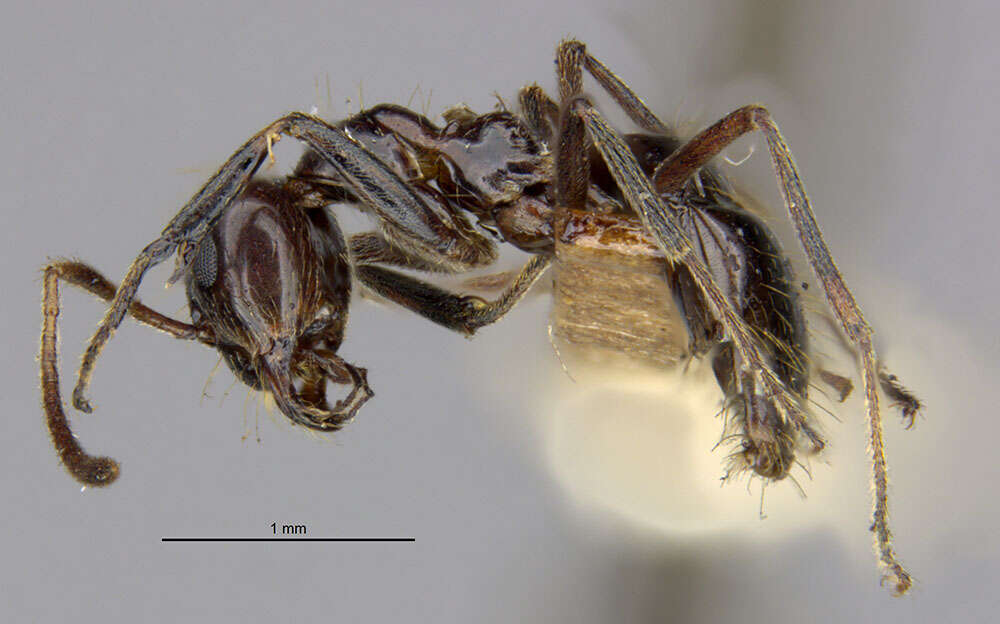 Image of False Honey Ant