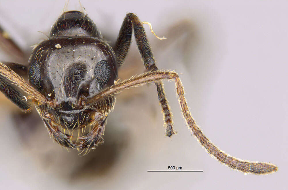 Image of False Honey Ant