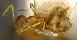 Image of False Honey Ant