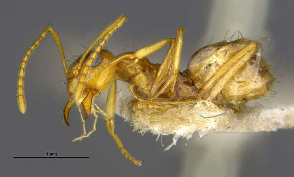 Image of False Honey Ant