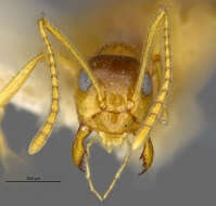 Image of False Honey Ant