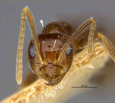 Image of Prenolepis imparis veracruzensis Wheeler 1930