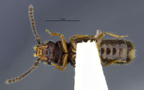 Image of Aploderus linearis (Le Conte & J. L. 1863)