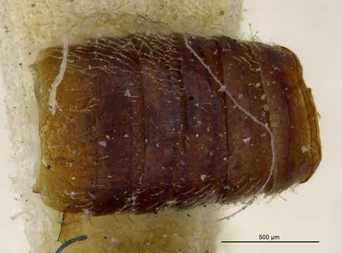 Image of Aploderus annectens (Le Conte & J. L. 1877)