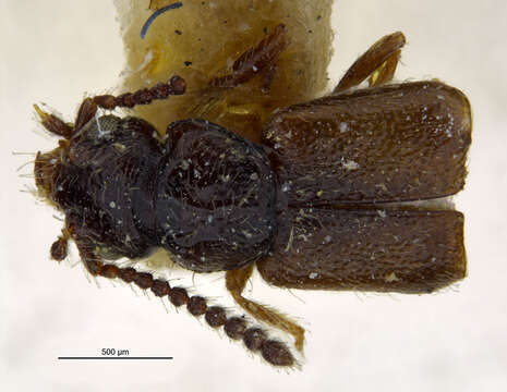 Image of Aploderus annectens (Le Conte & J. L. 1877)