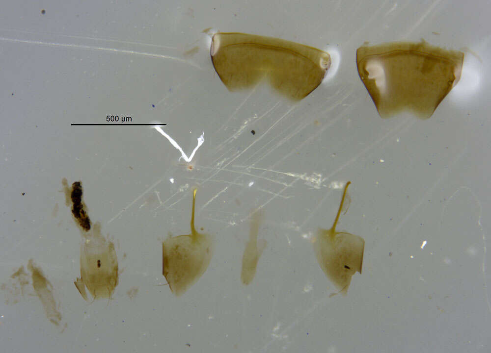 Image of Thinodromus arcifer (Le Conte & J. L. 1877)