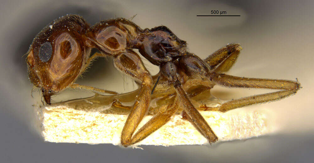 Image of False Honey Ant