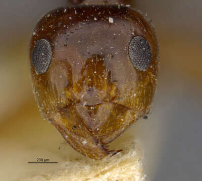 Image of False Honey Ant