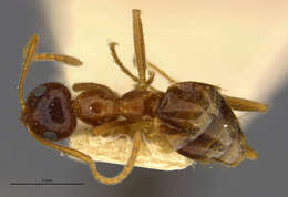 Image of False Honey Ant