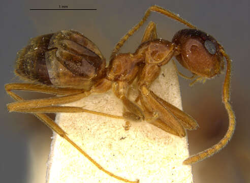 Image of False Honey Ant