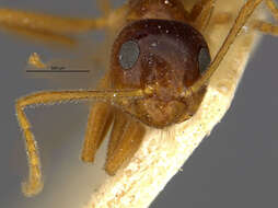 Image of False Honey Ant