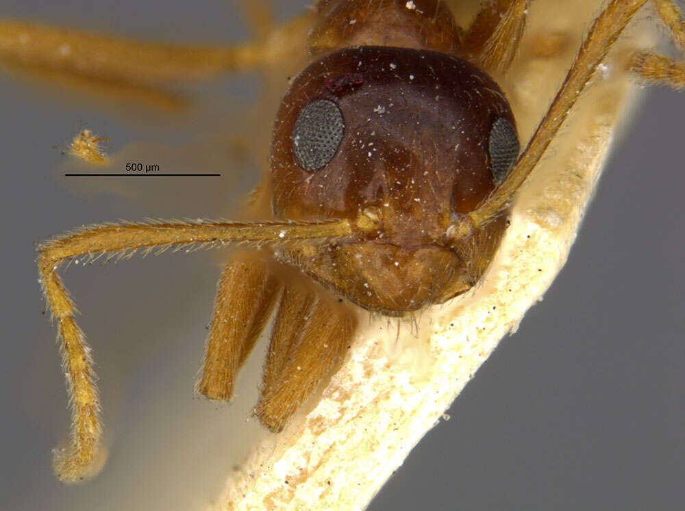 Image of False Honey Ant