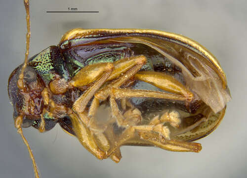 صورة Colaspis costipennis Crotch 1873