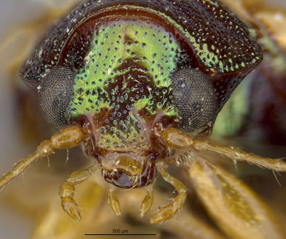 صورة Colaspis costipennis Crotch 1873