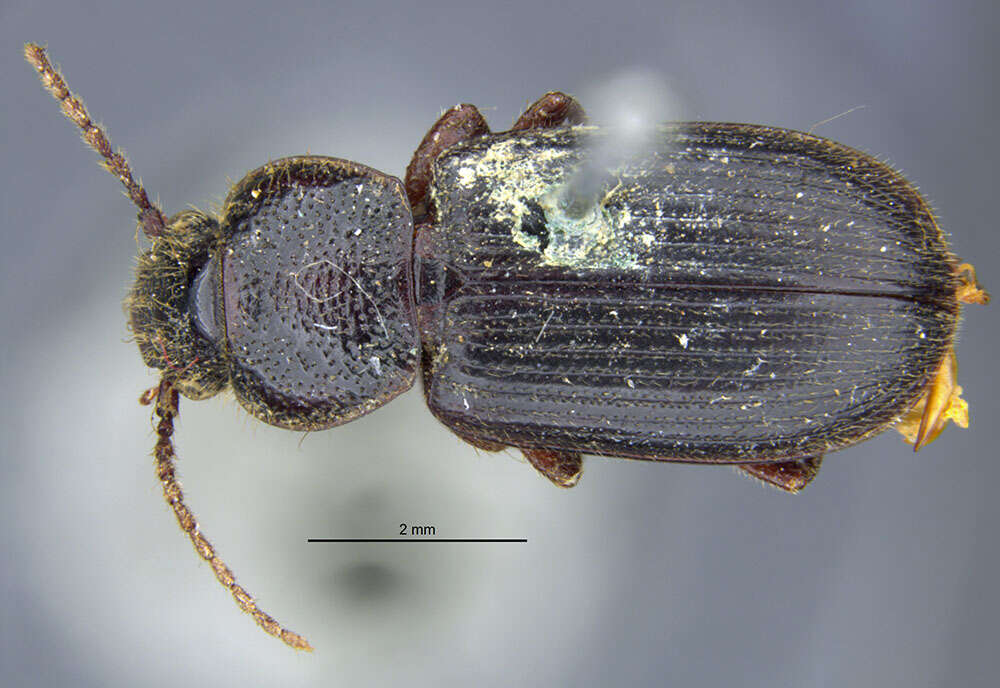 Sivun Harpalus (Harpalus) amputatus obtusus (Gebler 1833) kuva