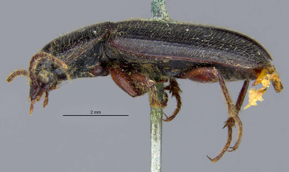 Sivun Harpalus (Harpalus) amputatus obtusus (Gebler 1833) kuva