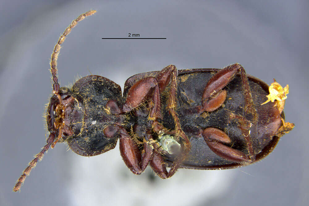 Sivun Harpalus (Harpalus) amputatus obtusus (Gebler 1833) kuva