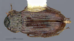 Image of Helophorus (Rhopalohelophorus) obscurus Mulsant 1844