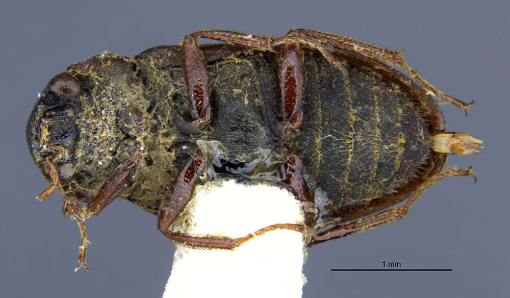 Image of Helophorus (Rhopalohelophorus) obscurus Mulsant 1844