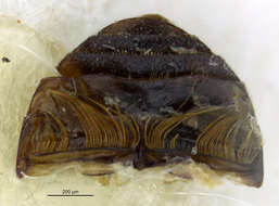 Image of Chaetarthria nigrella (Le Conte & J. L. 1861)