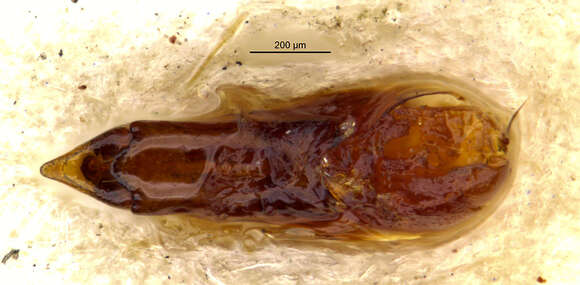 Image of Gabrius brevipennis (Horn 1884)