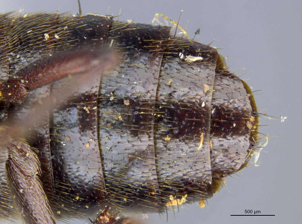 Philonthus aurulentus Horn 1884 resmi