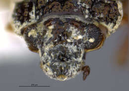 Image of Ochthebius (Asiobates) discretus Le Conte & J. L. 1878