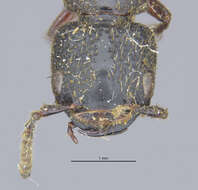 Image of Cafius lithocharinus (Le Conte & J. L. 1863)