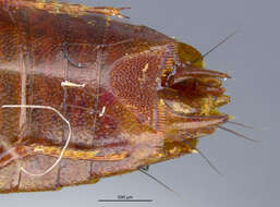 Image of Tachinus (Tachinus) semirufus Horn 1877