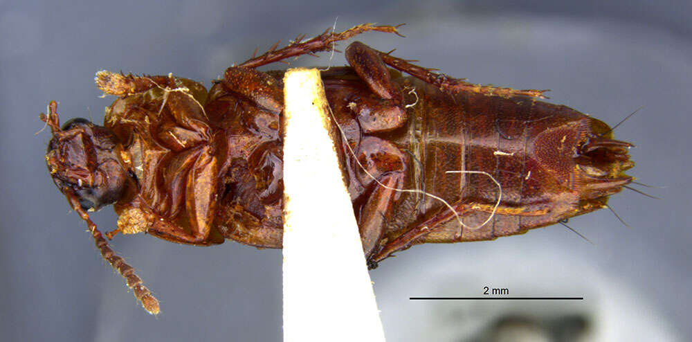 Image of Tachinus (Tachinus) semirufus Horn 1877