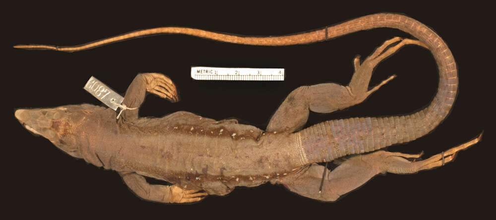 Image of Dominican Ameiva