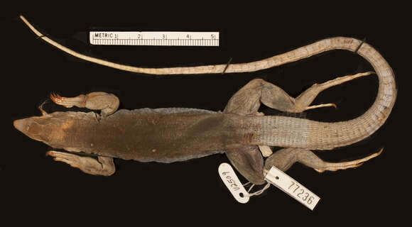 Image of <i>Ameiva leberi</i>