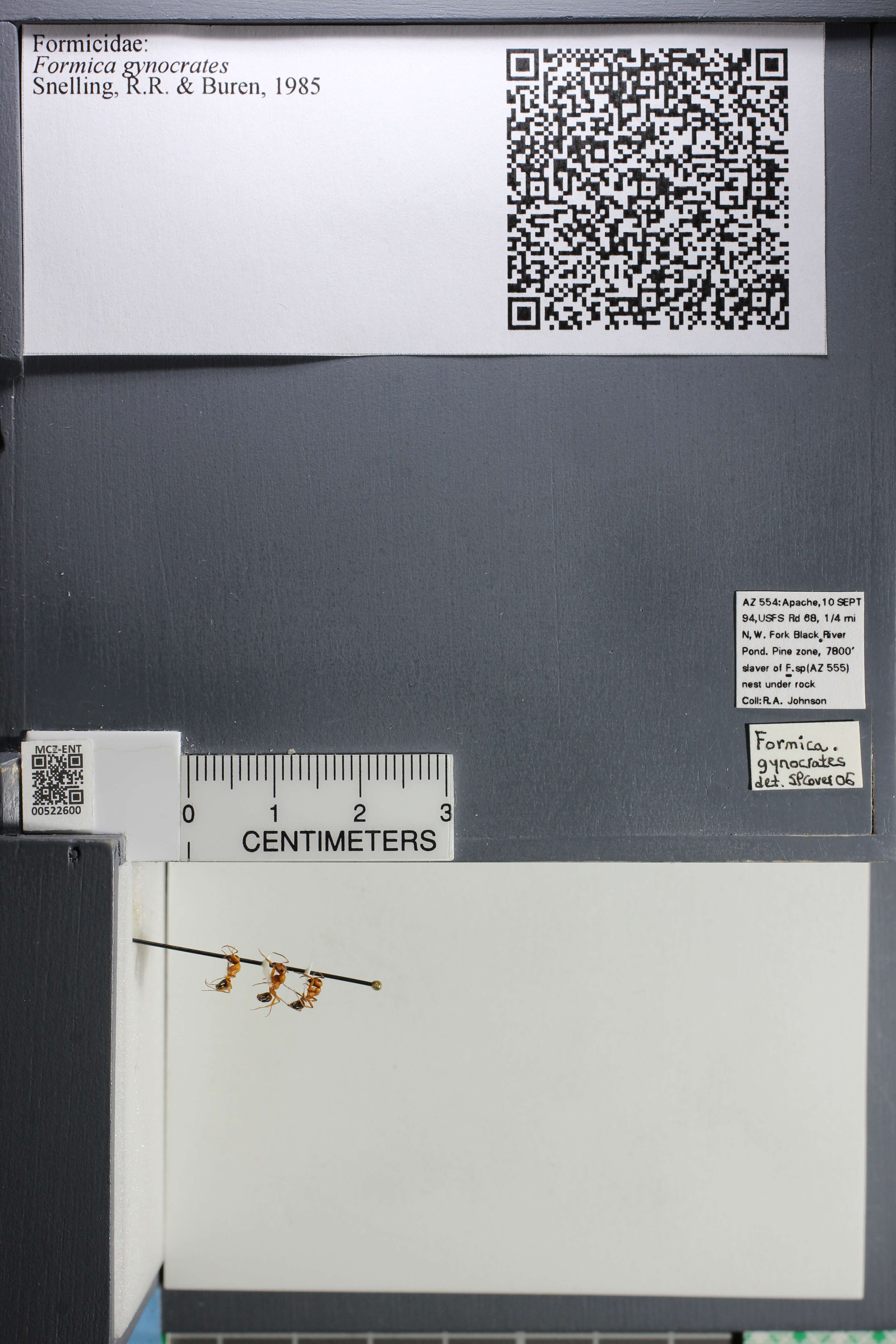 Image of Formica gynocrates Snelling & Buren 1985