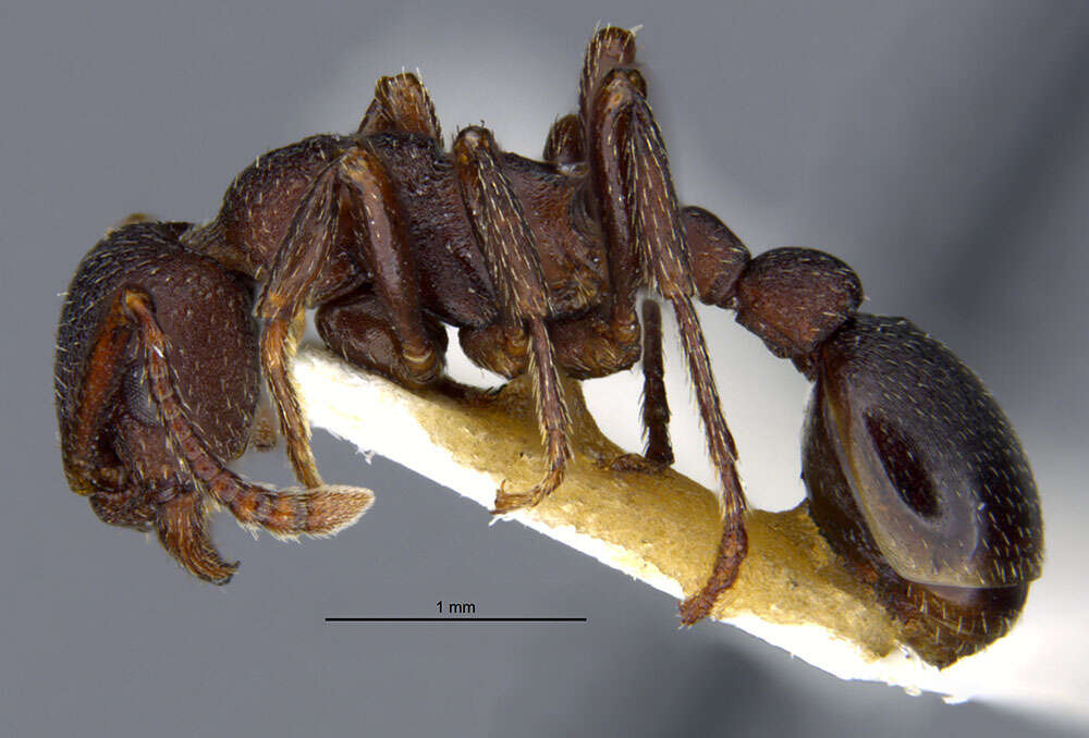 Plancia ëd Myrmica colax (Cole 1957)