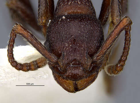 Imagem de Myrmica colax (Cole 1957)