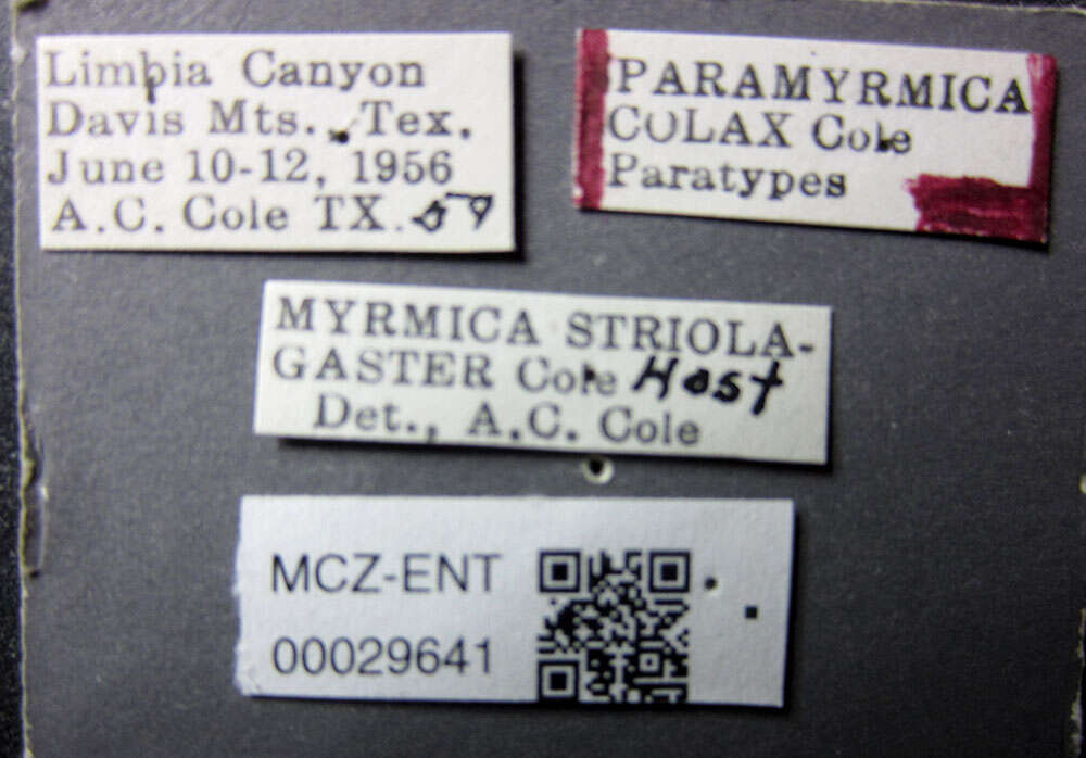 Plancia ëd Myrmica colax (Cole 1957)