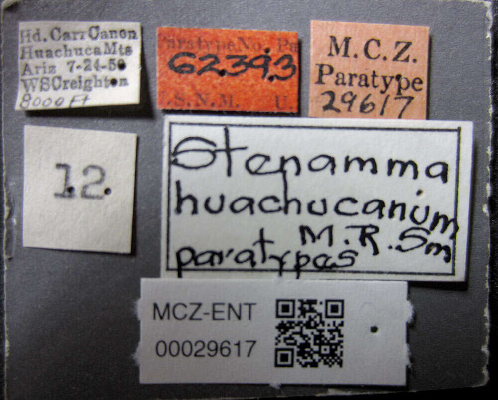 Image of Stenamma huachucanum Smith 1957